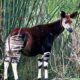 Okapi dans un forêt dense