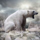 vignette-quiz-ours-polaire