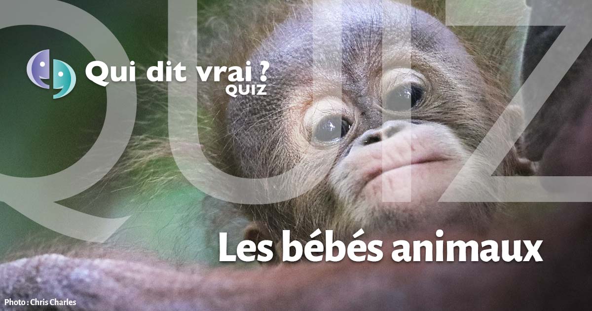 Connaissez Vous Bien Les Bebes Animaux Quiz Qui Dit Vrai